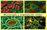 Microscopía y organización celular - centros.edu.xunta.escentros.edu.xunta.es/iesastelleiras/depart/bioxeo/lgazon/presen/... · El fraccionamiento celular es una técnica utilizada