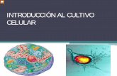 INTRODUCCIÓN AL CULTIVO CELULAR - …servicios.unileon.es/formacion-pas/files/2014/02/Introducción.pdf · Cultivo celular: Obtención • Los cultivos celulares pueden ser obtenidos