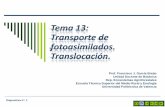 Tema 13: Transporte de fotoasimilados. Translocación. PDF/Tema 13... ·  · 2010-04-21Unidad Docente de Biología Vegetal. ETSMRE, UPV Biología y Botánica. ... de la presión
