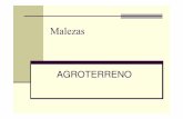 Malezas - Agroterreno ·  · 2013-02-05principales malas hierbas en los cultivos de mayor importancia económica. Dada la tranversalidad con que las especies de malezas afectan a