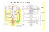 CATABOLISMO DE GLÚCIDOS - …ecaths1.s3.amazonaws.com/quimicaorganicafaz/1129504774.Glucolisis... · FASE II del Metabolismo de Glúcidos GLICÓLISIS • Definición • Ubicación
