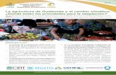La agricultura de Guatemala y el cambio climático: … Guatemala...tendrán impactos significativosen la agricultura de ... la caña de azúcar era el cultivo ... para la provisión