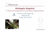 GTP T4.Biología vegetal (2ªParte Transporte …cienciascondgerman.wikispaces.com/file/view/GTP_T4.Biología... · Sostenimiento vegetal Las plantas terrestres se sostienen a sí