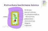 Estructura bacteriana básica - microred.files.wordpress.com · Respuesta inmune innata y adquirida Del antimicrobiano Farmacocinética (absorción, distribución, metabolismo, eliminación)