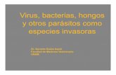 Virus, bacterias, hongos y otros parásitos como especies ... ES UN PARÁSITO? • Un parásito es un organismo que vive dentro o sobre otro organismo vivo (el hospedero), obteniendo