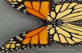 Mariposa monarca Foto: Dr. Brian Farrell PMS animales.pdfrematada por una línea negra, como si fue-se un diadema o cintillo. ... da es color canela y su ala color grisáceo, ... Es