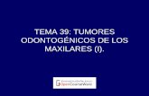 TEMA 39: TUMORES ODONTOGÉNICOS DE LOS ...ocw.uv.es/ciencias-de-la-salud/cirugia-bucal/34715mats39.pdf3- Tumor odontogénico epitelial calcificante (T. Pindborg) 4- Tumor odontogénico
