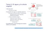 Tema 2. El agua y la célula vegetal - OpenCourseWare …ocw.bib.upct.es/pluginfile.php/5380/mod_resource/content/1/Tema2.pdf•Cuantificación y terminología del estado ... Transporte