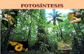 [PPT]Fotosíntesis - Universidad Nacional de Colombia :: … 08... · Web viewFOTOSÍNTESIS Vías para la Fijación de Carbono Los estomas regulan la entrada y salida de gases de