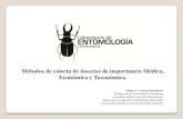 Métodos de colecta de insectos de importancia Médica ... · TRAMPA MCPHAIL TRAMPA JACKSON Trimedlure, Methyl Eugenol Ceratitis capitata (Mosca de la fruta). Bactrocera ssp (Dípteros