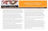 Injerto de Verduras - cru.cahe.wsu.educru.cahe.wsu.edu/CEPublications/FS052ES/FS052ES.pdf · La producción comercial y la demanda de plantas de ... técnica de injerto tiene varios