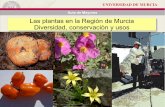 Las plantas en la Región de Murcia Diversidad ... · UNIVERSIDAD DE MURCIA Aula de Mayores Los nombres de las plantasLos nombres de las plantas Las plantas se pueden denominar de