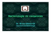 Bacteriología de camarones - Industria acuicolaindustriaacuicola.com/biblioteca/Camaron/Bacteriologia de camarones... · y/o verdes luminiscentes en agar TCBS. • Necrosis multifocal,