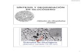 SÍNTESIS Y DEGRADACIÓN DE GLUCÓGENO - …odon.uba.ar/uacad/bioquimica/docs/clase12glucogeno2012.pdf · 18/04/2012 2 Capa exterior de Capa exterior de enzimas implicadas enzimas