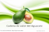 Cadena de valor del Aguacate - Economía para la toma de ... · El nombre del aguacate proviene del náhuatl (Ahuacatl), palabra que significa “testículosdel árbol”. ... que
