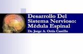Desarrollo Del Sistema Nervioso: Médula Espinal · cional del encéfalo en desarrollo existe otro nivel más ﬁno ... Embrión de Cerdo Comparativo al Humano en la 4ta Semana de