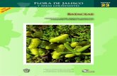 Flora de Jalisco 23 y áreas colindantesfloradejalisco.cucba.udg.mx/FJAC_23_Bataceae.pdf · Flora de Jalisco y áreas colindantes Bataceae Centro Universitario de Ciencias Biológicas