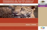 PROGRAMA DE ACCIÓN PARA LA CONSERVACIÓN DE … · Especie: Jaguar (Panthera onca), retoma de manera práctica los principales lineamientos establecidos en el primer documento, resultado