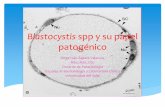 Blastocystis spp y su papel patogénico - Colbav .:. Colegio de …colbav.com/wp-content/uploads/2012/09/Blastocystis... · 2013-02-06 · estadios intermedios en el proceso de formación