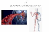 EL APARATO CIRCULATORIO - iesvinalopo.comiesvinalopo.com/departamentos/biologia/wp-content/uploads/2017/01/... · • Fibras simpáticas aceleran el ritmo cardiaco (efecto estimulador).