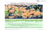 Anthracobia melaloma - AsoJaen · miguelangel.willy@gmail.com . Condiciones de uso Anthracobia melaloma (Alb. & Schwein.) ... Carne cérea, frágil y anaranjada. Anthracobia melaloma