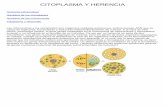CITOPLASMA Y HERENCIA - ucm.es y... · vista, la herencia debida a las mitocondrias, ... produciendo una pérdida de la efectividad de la maquinaria energética celular. También