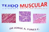 Presentación de PowerPoint - Histologia I Periodo 2013 FCM … · PPT file · Web view2013-04-10 · ademas, en las celulas musculares lisas son muy labiles. ... limitada no si