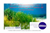 Bosques de los ecosistemas azules: El potencial marino ...w3.grupobbva.com/TLFU/dat/duarte_potencial_marino_mitigacion... · los “patitos feos de la conservación ...