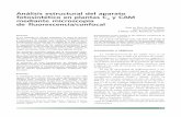 A C CAM Análisis estructural del aparato fotosintético ...digital.csic.es/bitstream/10261/29768/16/alche.pdf · autofluorescencia emitida por los tejidos de la hoja constitu- ...