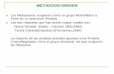 METAZOOS-ORIGEN - biologiaunsa.edu.ar 8.pdf · de células flageladas en esponjas sugieren la existencia de un ancestro directo de tipo Protista.