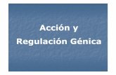 Acción y Regulación Génicaecaths1.s3.amazonaws.com/geneticafaz/1878198179.ACCION de los... · Existen proteínas como la hemoglobina humana ... Se acepta que son combinaciones