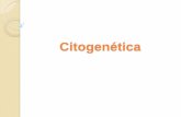 Presentación de PowerPoint · Aberraciones cromosómicas Estructurales Translocaciones: intercambio de fragmentos entre cromosomas no homólogos. Pueden ser :