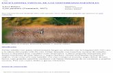 Lince ibérico Lynx pardinus (Temminck, 1827)digital.csic.es/bitstream/10261/112472/3/lynpar_v1.pdf · lynpar ENCICLOPEDIA VIRTUAL DE LOS VERTEBRADOS ESPAÑOLES Lince ibérico Lynx