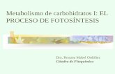 Metabolismo de carbohidratos I: EL PROCESO DE ...ecaths1.s3.amazonaws.com/fitoquimicafbqf/847380833...CICLO DE REDUCCION DEL CARBONO - CICLO DE CALVIN RIBULOSA BIFOSFATO CARBOXILASA