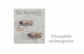 Drosophila melanogaster - Consellería de Cultura ... · Objetivos • Conocer el ciclo de vida de Drosophila melanogaster • Usar el éter para dormir las moscas… sin matarlas.