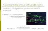 Microorganismos fotosintéticos - depa.fquim.unam.mxdepa.fquim.unam.mx/amyd/archivero/U3d_MicroorganismosFotosinteti... · Bacterias púrpura no del azufre. Pocas pueden emplear H