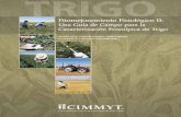 TRIGO - libcatalog.cimmyt.orglibcatalog.cimmyt.org/Download/cim/97924.pdf · TRIGO Fitomejoramiento Fisiológico II: Una Guía de Campo para la Caracterización Fenotípica de Trigo