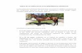 VENTA DE 19 CABALLOS DE ALTO RENDIMIENTO … · - 8 y 9 de mayo, exhibición con caballo de mano en el Concurso de Salto de la 3/a. fecha del Circuito Caballería, que se llevará