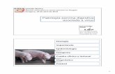 Patología porcina digestiva asociada a virus - … · 1 Jornada Técnica Nuevos retos para el sector porcino en Aragón Zaragoza, 18 de abril de 2012 Patología porcina digestiva