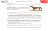 UNIDAD TEMATICA I Unidad 3: Exteriores de los … · Introducción a la Producción Animal - FCV - UNNE 2011 Fig. : El centro de gravedad en el caballo según Goubaux y Barrier (Lesbre,