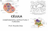 CÉLULA - sgcciencias.files.wordpress.com · ESTRUCTURA DE LA CÉLULA La estructura básica de una célula consta de: •MEMBRANA PLASMÁTICA: una membrana que la separa del medio