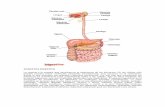 El Aparato Digestivo - cosasdepatojos | Mely Girón · de: ciego y apéndice , colon y recto. Las glándulas anejas: El hígado (con su vesícula biliar ) y el páncreas forman parte