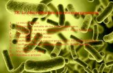 18. La diversidad de los microorganismos · Clasificación bacteriana según el manual Bergey BACTERIAS GRAM NEGATIVASDEIMPORTANCIAM Y COMERCIAL Legion ena Tæponema paWdum Shjge"a