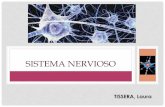 SISTEMA NERVIOSO · •Todo sistema orgánico está constituido por células. •En el caso del sistema nervioso este está constituido por: •Células nerviosas o Neuronas