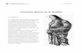 Anatomía de la Rodilla fotocopias - traumazaragoza.com · el menisco interno y las lesiones del externo son mejor toleradas. ... El más posterior e interno de los músculos flexores