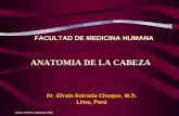 ANATOMIA DE LA CABEZA ·  FACULTAD DE MEDICINA HUMANA ANATOMIA DE LA CABEZA Dr. Efrain Estrada Choque, M.D. Lima, Perú