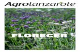 FLORECER - s3-eu-west-1.amazonaws.com · uan Carlos Quintero cultiva claveles mini y monoflor desde hace treinta años. Ha dismi-nuido su producción pero sigue proveyendo