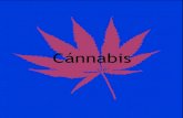 Cánnabis - Ministerio de Sanidad, Servicios Sociales e ... · l nombre científico de la planta es cannabis sativa,y se viene cultivando desde hace siglos, sobre todo por sus propiedades