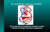 SISTEMA CARDIOVASCULAR - … · sistema circulatorio y el ... pericárdico que tiene como función actuar ... o bien porque un coágulo obstruye uno de los vasos sanguíneos vitales