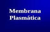 Presentación de PowerPointecaths1.s3.amazonaws.com/biologiacelularymolecular/...membrana-I.pdf · La membrana está formada por una bicapa de lípidos que ... como la división celular